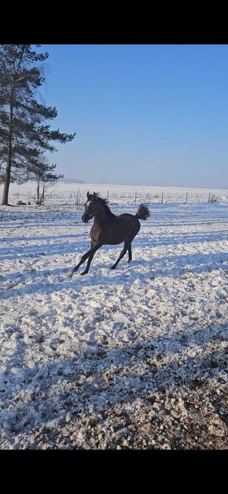 Ogierek czystej krwi arabskiej