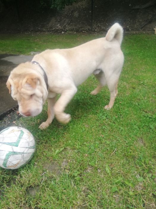 Шарпей хлопчик вязка