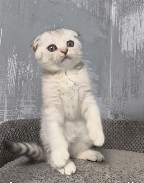Висловуха дівчинка срібла шиншила котята кошенята котики