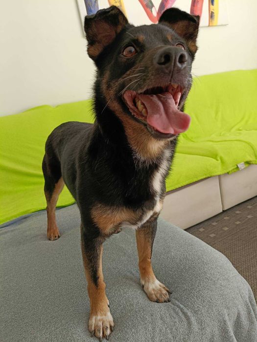 Riko poleca się do adopcji