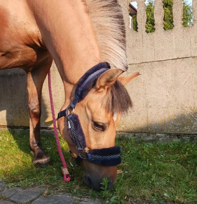 Piękna 4 letnia klacz na sprzedaż    (BARDZO PILNA SPRZEDAŻ!!)