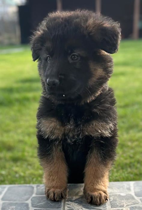 Продаются щенки німецької вівчарки