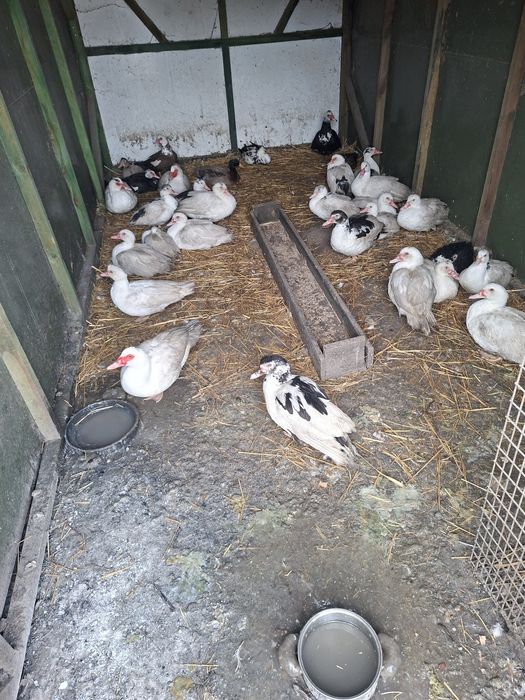 Kaczki do dalszej chodowli