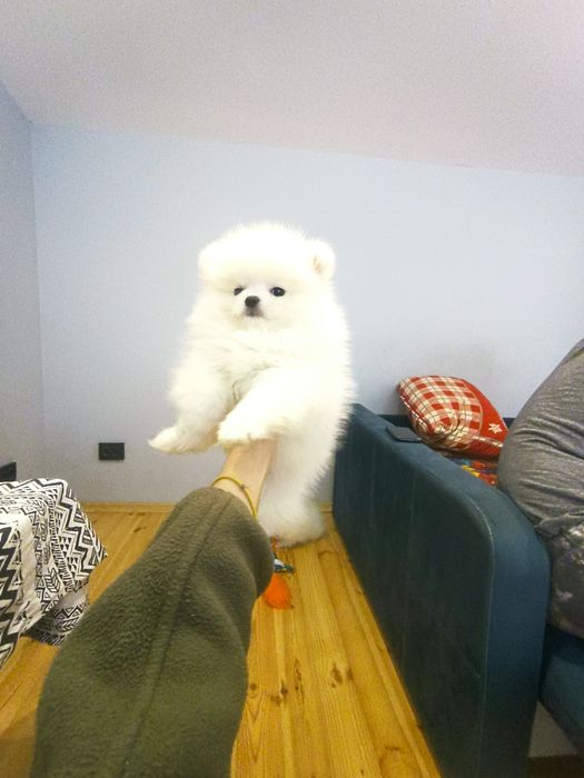 Дуже гарні дівчатка і хлопчики міні і супер міні. Львів