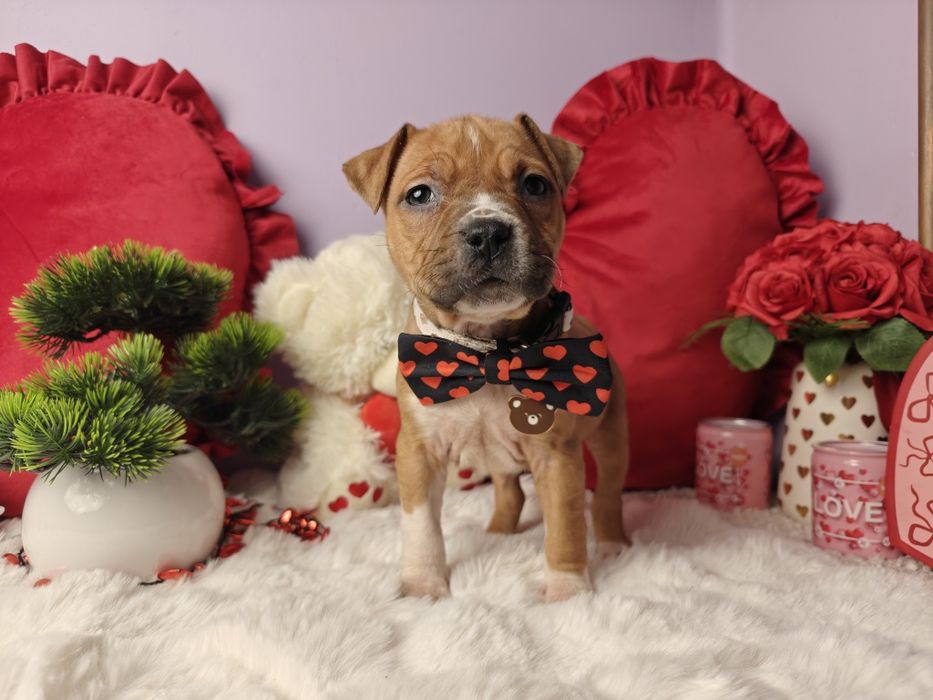 Piękna suczka Amstaff!