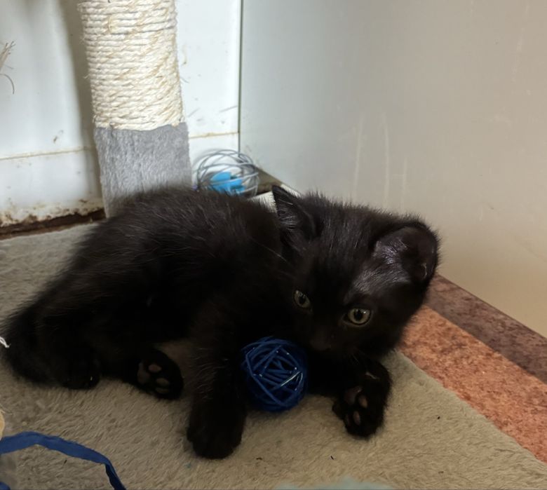 Kociaki do adopcji