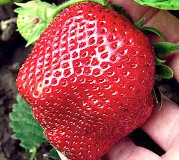 Купити розсаду strawber полуниці  роздріб опт, свіжо копана та касетна