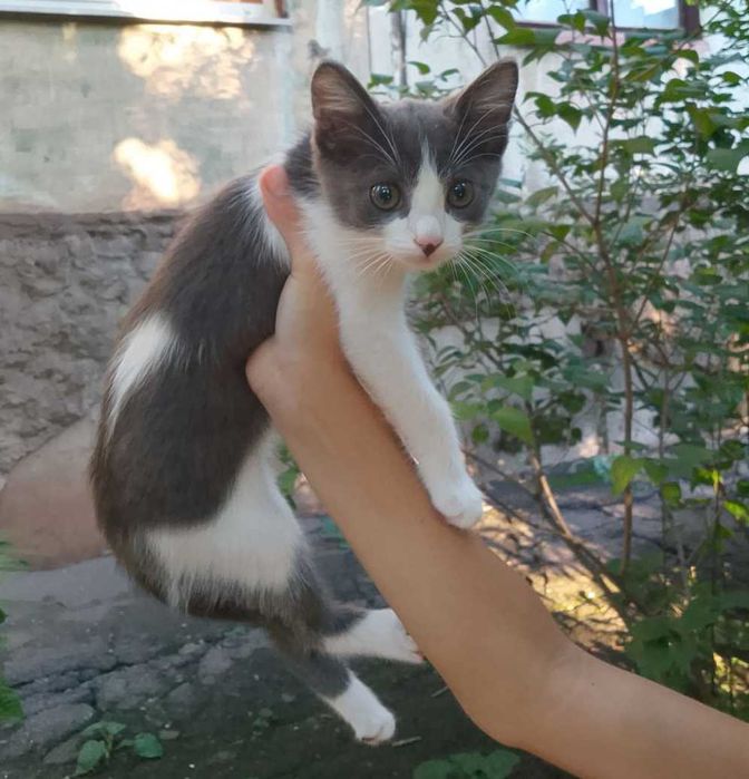 Вусатий друг! Кошеня у добрі руки!