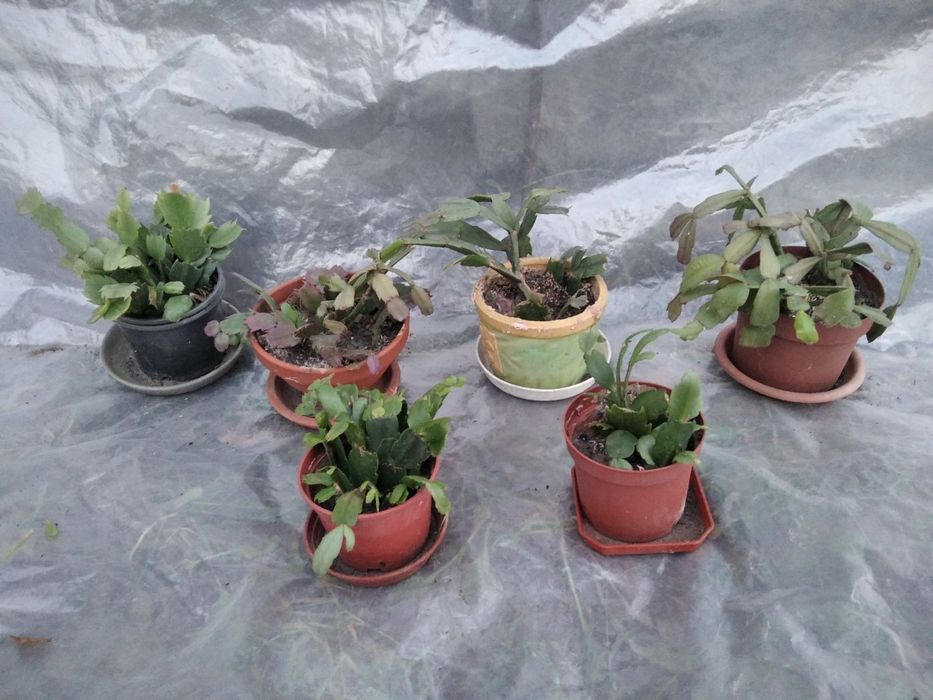 Комнатный цветок восковик традесканция декабрист алое хойа сансивиерия