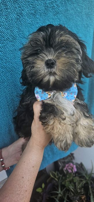 Piesek Shih Tzu z Rodowodem