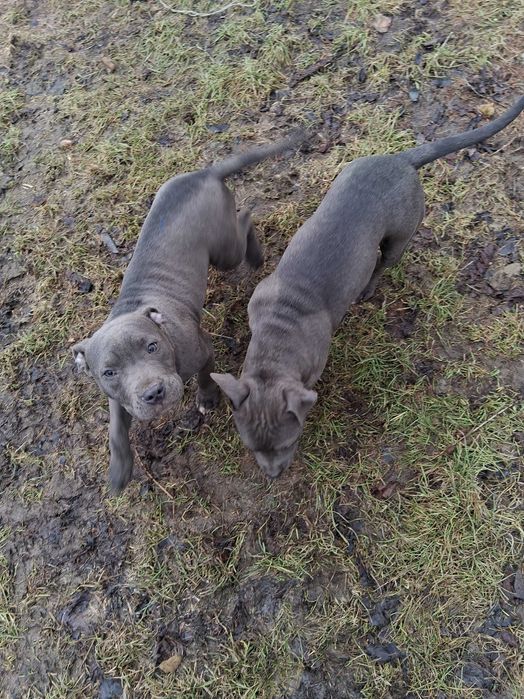 Blue szczenie American Staffordshire Terrier suczka