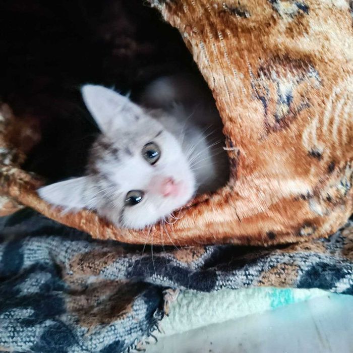 Кошеня / хлопчик / 2 місяці / Прилуки