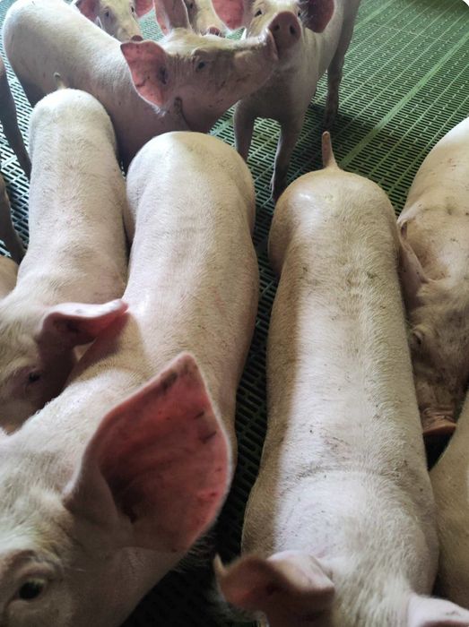 Sprzedam . warchlaki / prosiaki typowo mięsne.