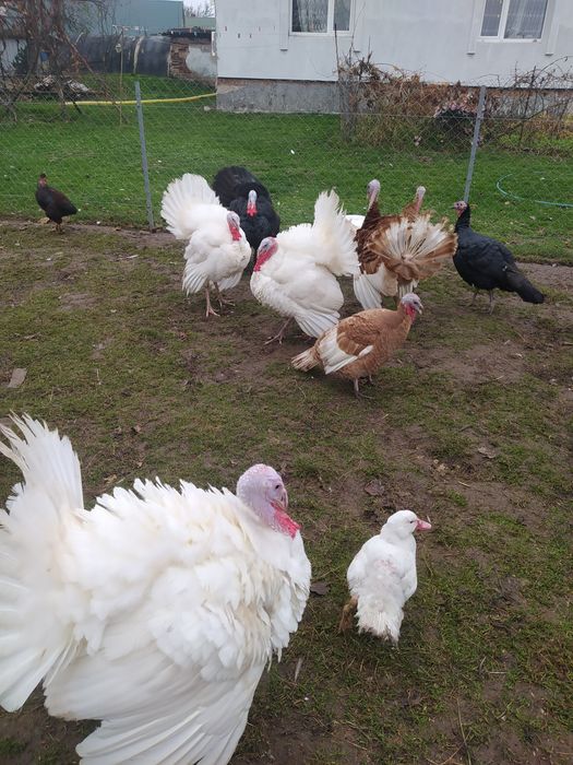 Продам інкубаційні яйця індиків