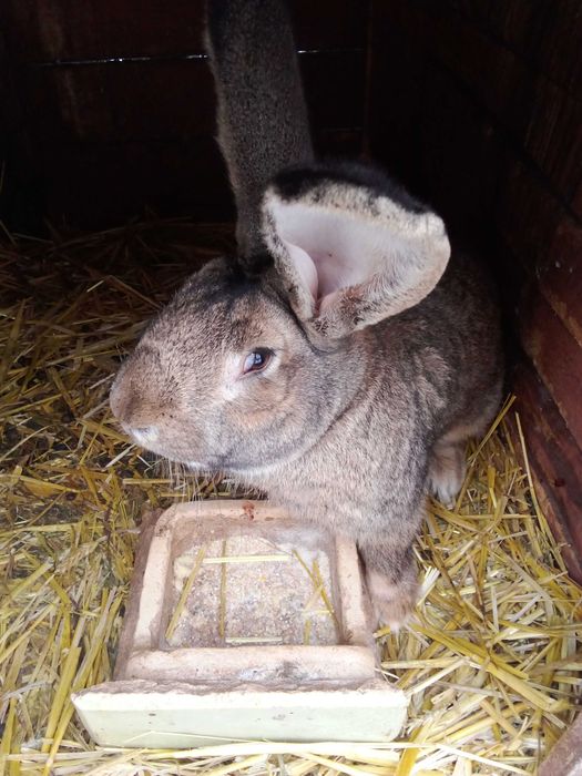 Sprzedam samca Belga olbrzyma