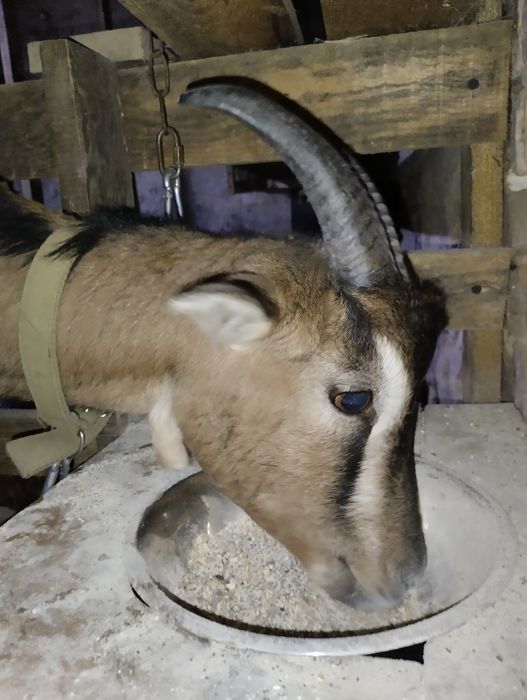 Карликові камерунські кози