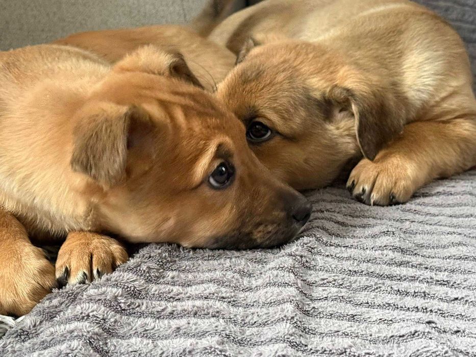 Naleśnik i Krokiet do pokochania