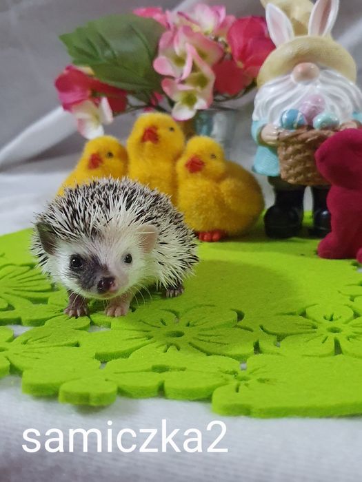 Jeż afrykanski jez pigmejski