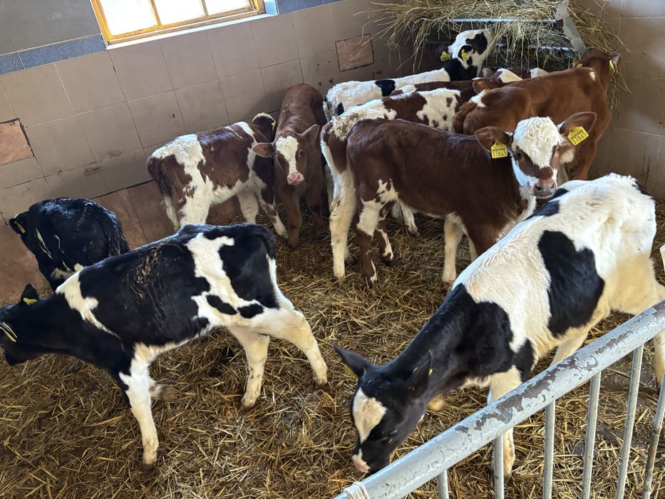 Jalowki sprzedam oraz byki