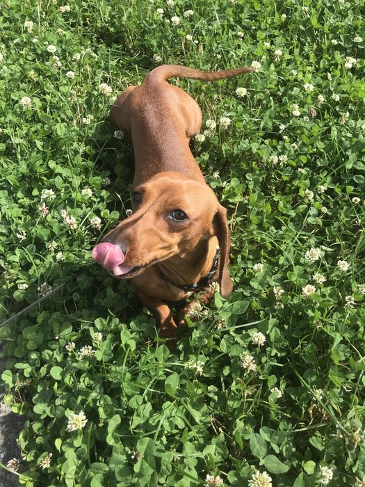 Хлопчик такса шукає дівчину для вязки ( МИ заплатимо)