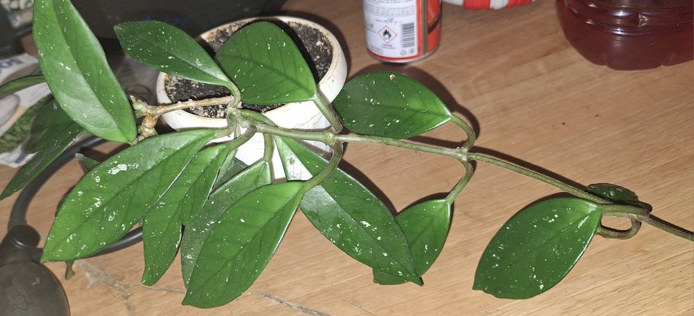 кімнатні рослини, квіти / цветы