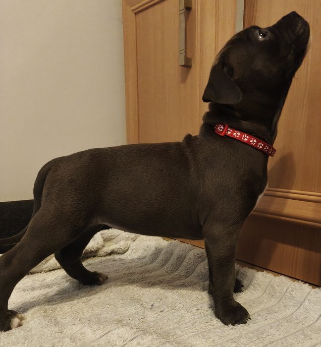 Amstaff Blue - suczka 4 - REZERWACJA