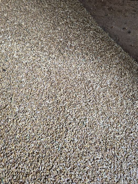 Mieszanka zbożowa pszenżyto