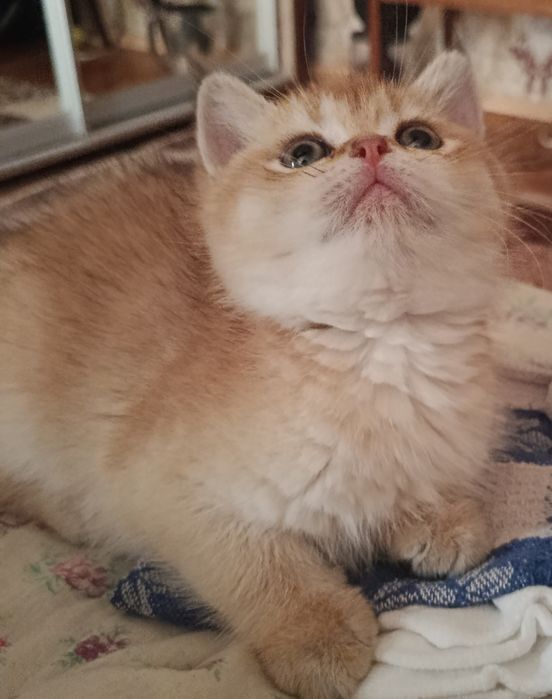 Котята Золотая шиншила