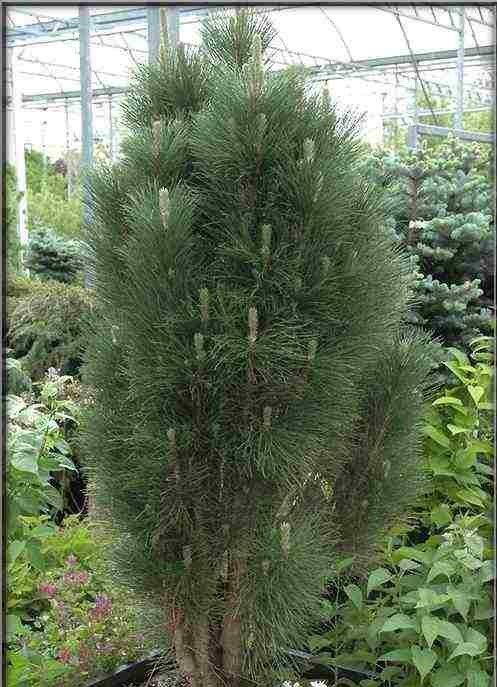 pinus nigra Scholz sosna czarna Scholz 40-50 cm