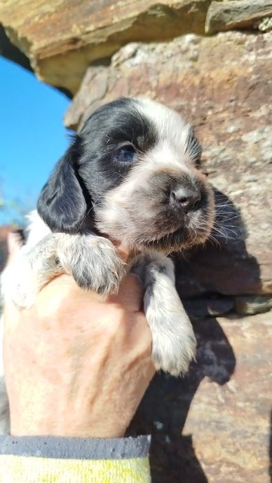 Cocker Spaniel Femea