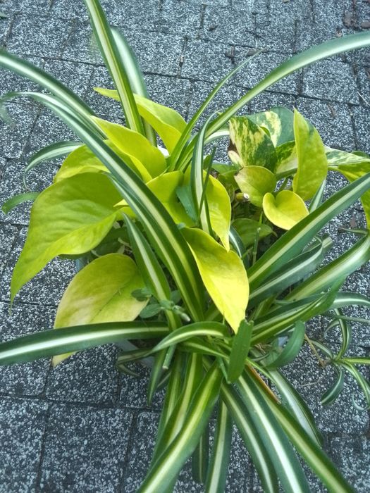 Zielistka ep trikolor  epi neon pothos