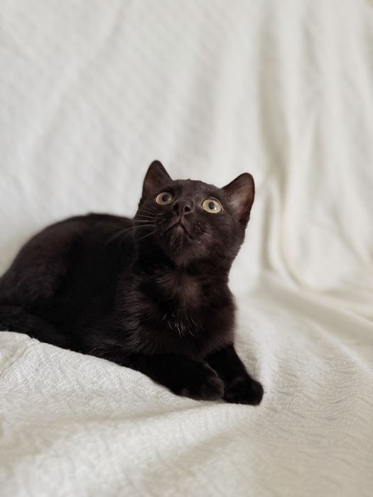 Cudowny Maciuś do adopcji!