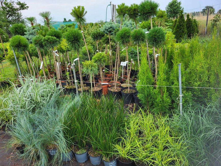 Drzewka na pniu, tuje formowane, sosny na pniu PROMOCJA.