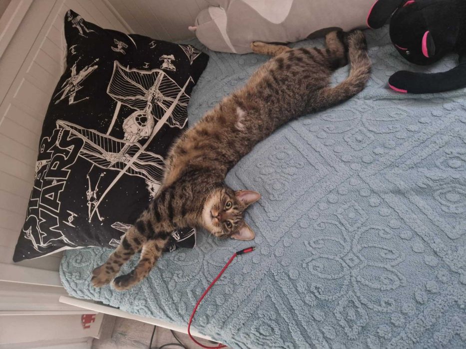 Zaginął Kot Gustaw