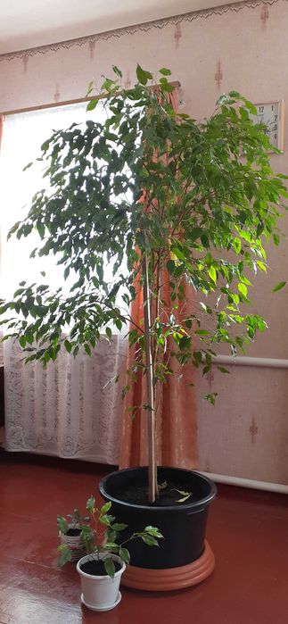 Фікус Бенджаміна