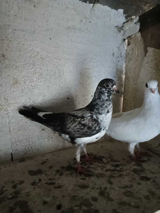 Pombos de raça cambalhota português e correias