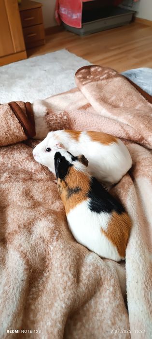 Sprzedam świnki morskie