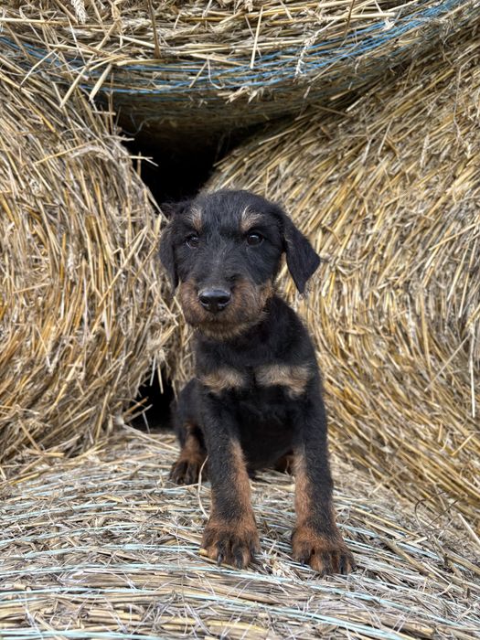 Niemiecki Terrier