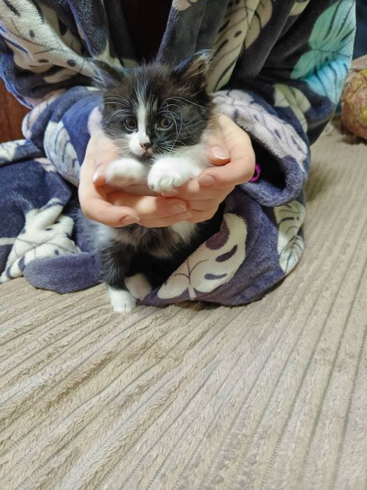 ВІДДАМ кошеня в хороші руки!