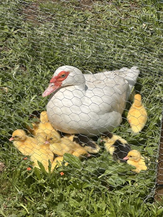 Patos mudos jovens
