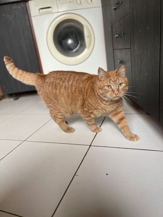 Котята котики рыжий котик мальчик