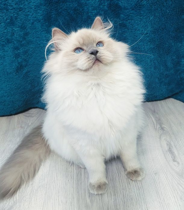 Koteczka wystawowo/hodowlana ragdoll