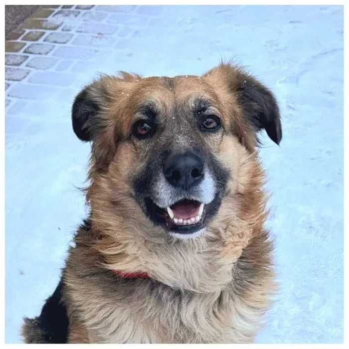 Активный пес, метис овчарки Ральф ищет дом