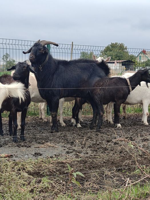 Терміново продам кіз і цапа