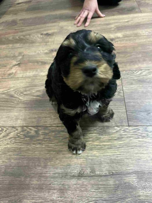 oddam pieska w dobre ręce