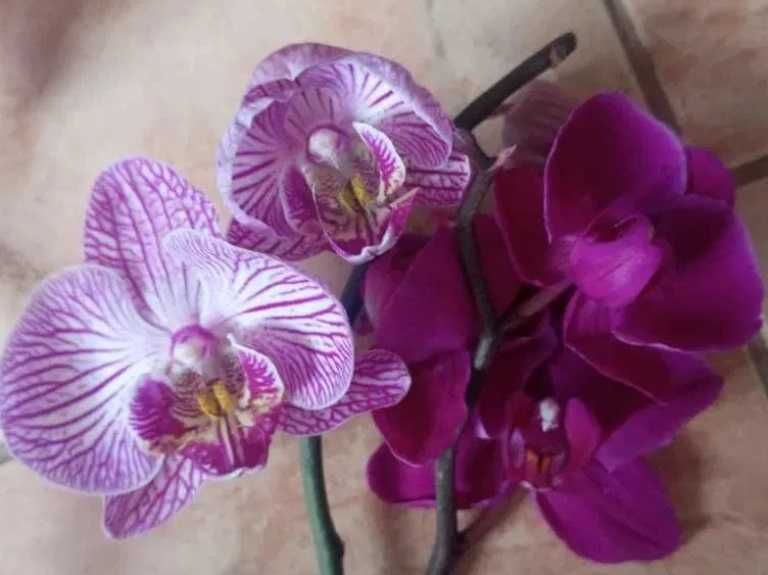 Storczyk 4 sztuki różowe phalenopsis dwupędowe