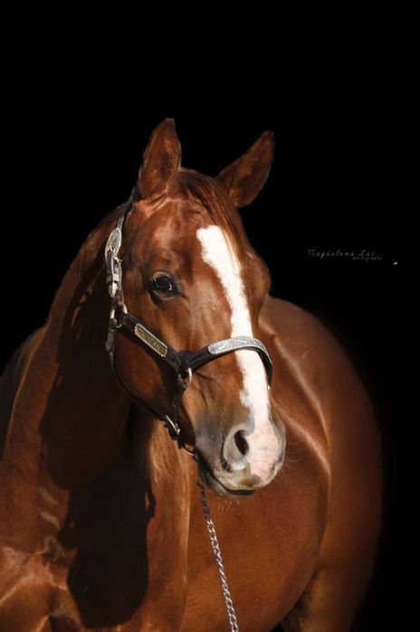 Wałach AQH quarter horse