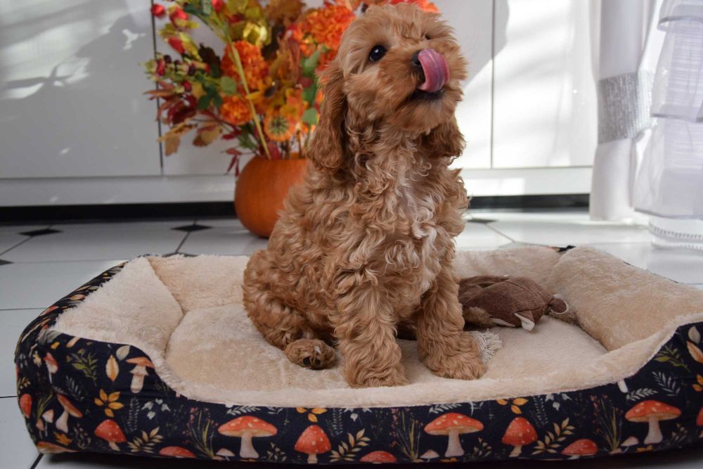 Cockapoo sunia F1 Cocker spaniel & pudel miniatura