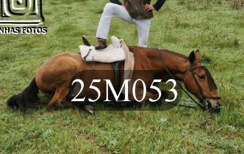 Cavalo Capado Proprio para Crianças