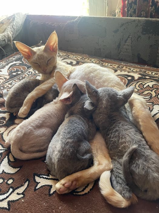Чудові кошенята Девон Рекс